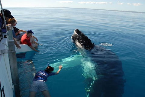 Blue Dolphin Exclusive Whale Watch Encounters - Tourism Noosa 1