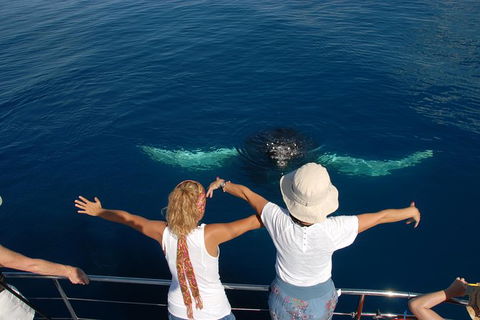 Blue Dolphin Exclusive Whale Watch Encounters - Tourism Noosa 3