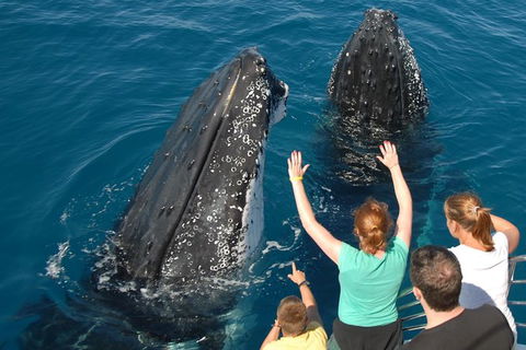 Blue Dolphin Exclusive Whale Watch Encounters - Tourism Noosa 8