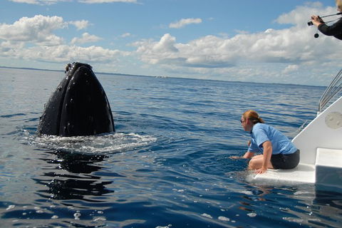 Blue Dolphin Exclusive Whale Watch Encounters - Tourism Noosa 7