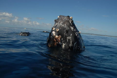 Blue Dolphin Exclusive Whale Watch Encounters - Tourism Noosa 9