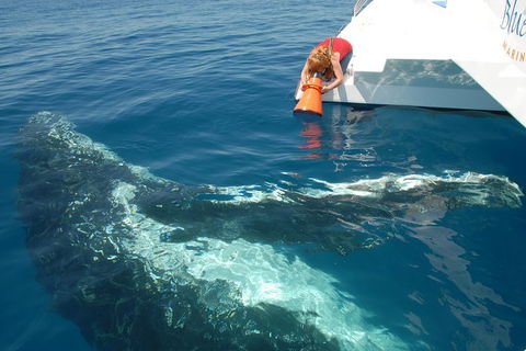 Blue Dolphin Exclusive Whale Watch Encounters - Tourism Noosa 4