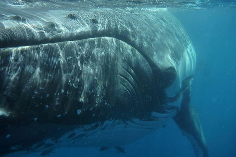 Blue Dolphin Exclusive Whale Watch Encounters - Tourism Noosa 6