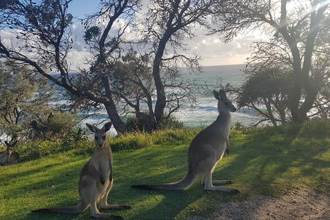 Full-Day Tour To North Stradbroke Island From Brisbane - Tourism Noosa 1