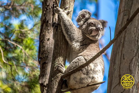 Full-Day Tour To North Stradbroke Island From Brisbane - Tourism Noosa 8