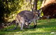 Koalas, Kangaroos & Mt Coot-tha Scenic Views Private Tour With Local Guide - thumb 1