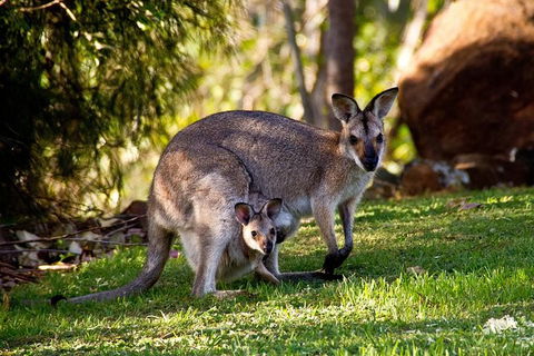 Koalas, Kangaroos & Mt Coot-tha Scenic Views Private Tour With Local Guide - Tourism Noosa 1
