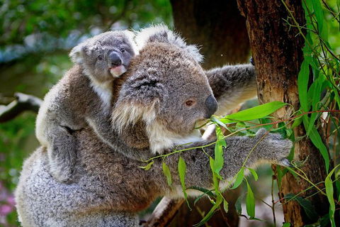 Koalas, Kangaroos & Mt Coot-tha Scenic Views Private Tour With Local Guide - Tourism Noosa 0