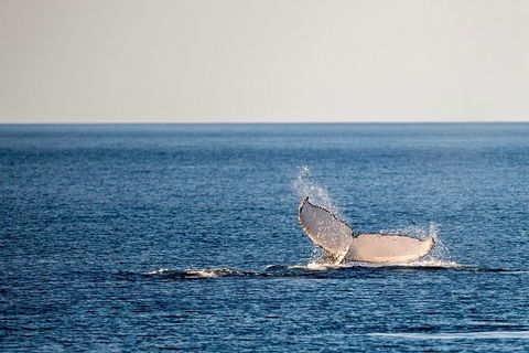 Whale Watching Ocean Tour - Tourism Noosa 0