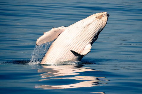 Whale Watching Ocean Tour - Tourism Noosa 1