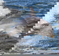 Noosa Oceanrider Scenic Dolphin Safari - Tourism Noosa