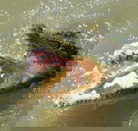 Darwin Jumping Crocodiles Cruise on Adelaide River - Tourism Noosa