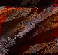 Alice Springs Desert Park Nocturnal Tour - Tourism Noosa