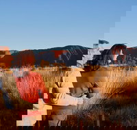 Uluru Sunrise and Kata Tjuta Half Day Trip - Tourism Noosa