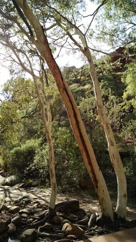 3-Day Tour From Uluru (Ayers Rock) To Alice Springs Via Kings Canyon - Tourism Noosa 5