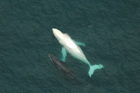 Coffs Harbour Whale Watch Experience - Tourism Noosa 1