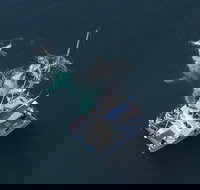 Coffs Harbour Whale Watch Experience - Tourism Noosa