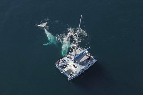 Coffs Harbour Whale Watch Experience - Tourism Noosa 0