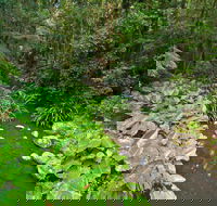 Brindle Creek Walking Track - Tourism Noosa