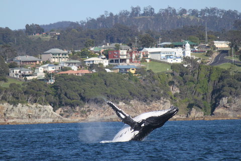 Eden - Tourism Noosa 2