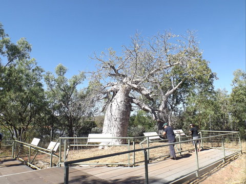 Gregory's Tree, Timber Creek - Tourism Noosa 0