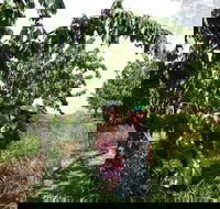 Harben Vale Pick Your Own Cherries - Tourism Noosa