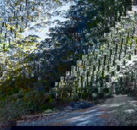 Hastings Forest Way Touring Route - Tourism Noosa