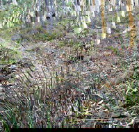 Historic Water Race Walking Track - Tourism Noosa