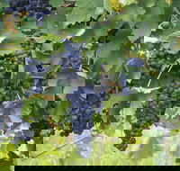 Luskintyre - Tourism Noosa