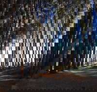 Mountain Bike Trails Tumbarumba - Tourism Noosa