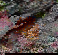 Pelorus and Orpheus Islands - Tourism Noosa