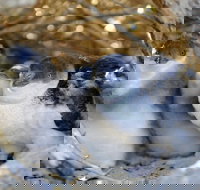 Penguin Island - Tourism Noosa