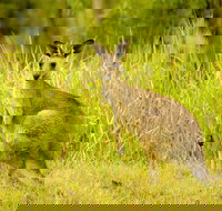 Perseverance - Tourism Noosa