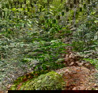 Red Cedar Loop - Tourism Noosa