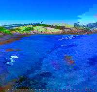Snorkelling Montague Island - Tourism Noosa