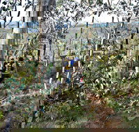 Summits Walking Track - Tourism Noosa