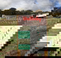 The Wallaby Track - Tourism Noosa