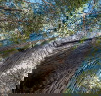 Wallumatta Nature Reserve - Tourism Noosa