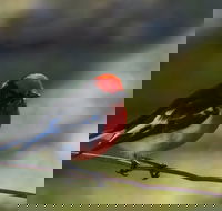 Weddin Bird Trails - Tourism Noosa