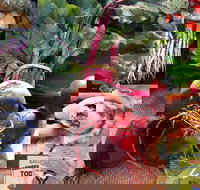 Ballina Farmers Market - Tourism Noosa