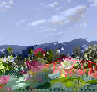 Blue Lotus Water Garden - Tourism Noosa