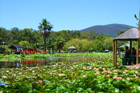 Blue Lotus Water Garden - Tourism Noosa 1