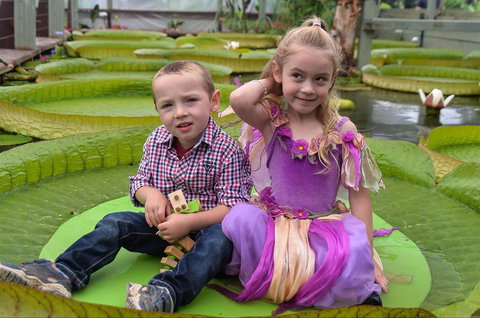Blue Lotus Water Garden - Tourism Noosa 2
