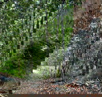 Blue Gum loop trail - Tourism Noosa