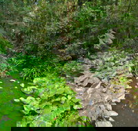 Brindle Creek Picnic Area - Tourism Noosa