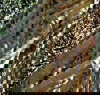 Bundagaree Rainforest Walk - Tourism Noosa