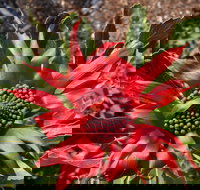 Inverawe Native Gardens - Tourism Noosa