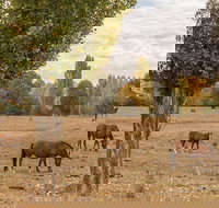 Lemington - Tourism Noosa