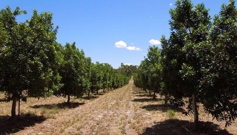 MacNuts WA Shop And Factory - Tourism Noosa 0