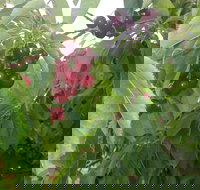 Martin's Orchard - Tourism Noosa